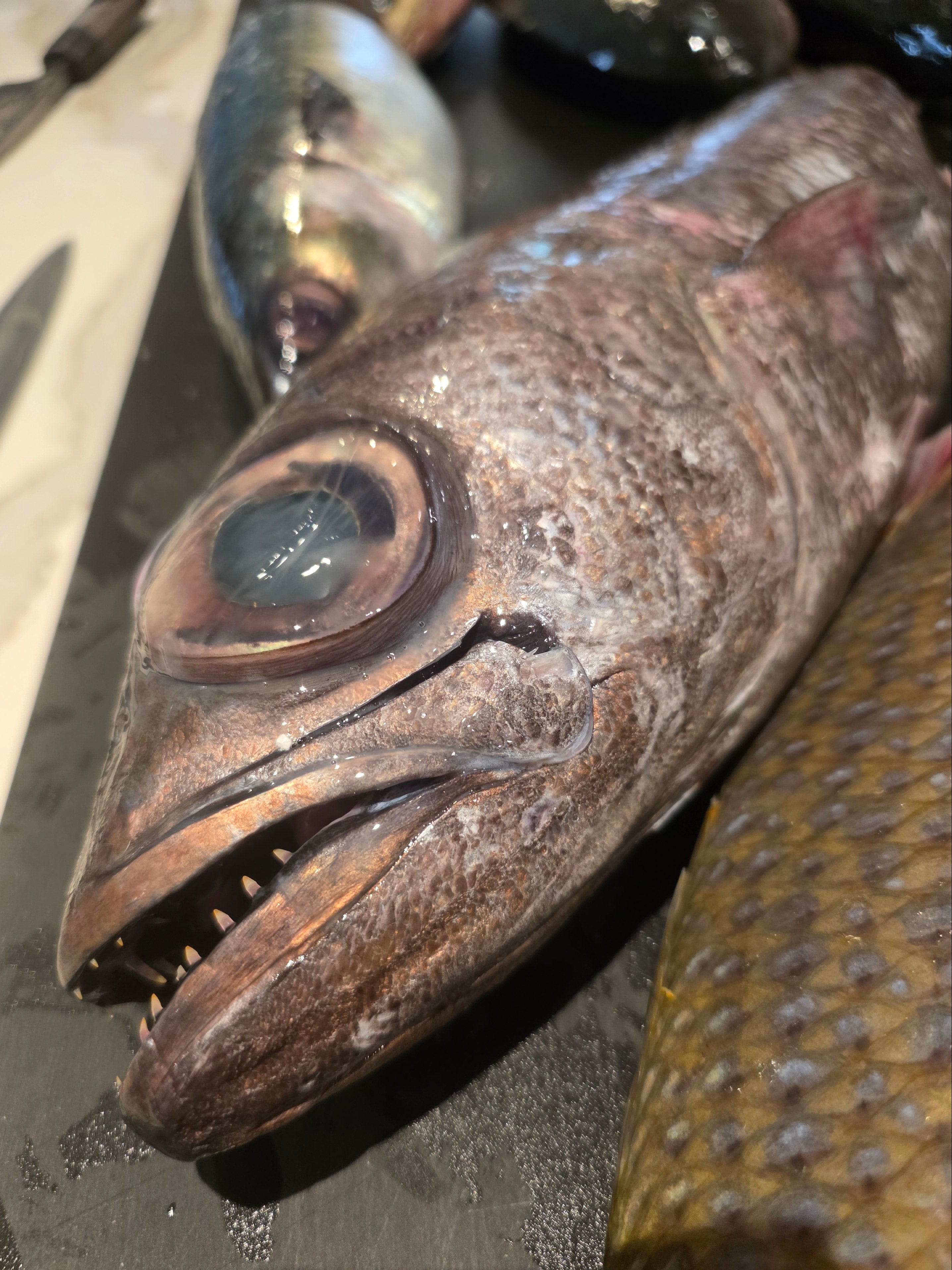 Close-up of a fish with a textured background